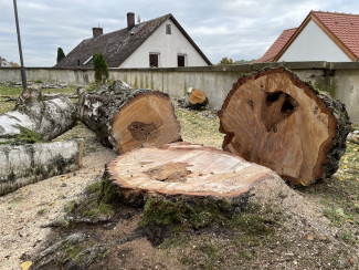 Foto gefällte Birke